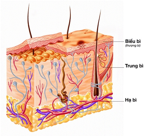 Bác sĩ tô lan phương chỉ ra sự quan trọng của hồi phục da - 2