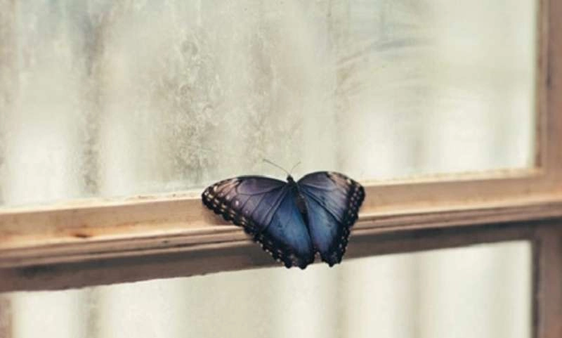 Hóa giải nỗi sợ bướm bay vào nhà đậu vào người mà không biết điềm lành hay dữ - 1