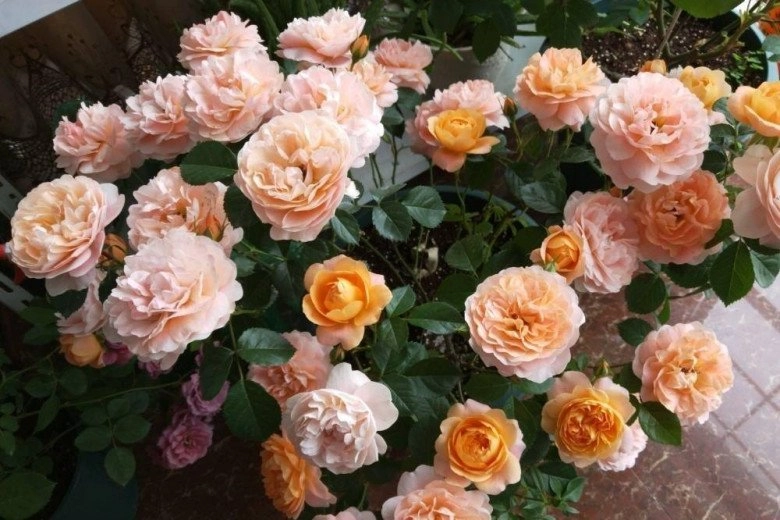 Mùa xuân trồng hoa hồng nhớ kỹ 3 điều này làm đúng hoa nở rộ làm sai cẩn thận cây chết - 1