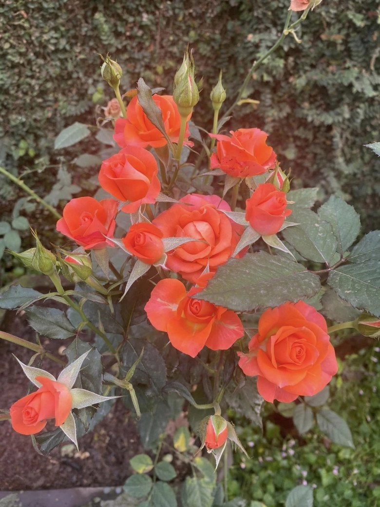 Nsnd thanh hoa đăng ảnh bên 4 chị em ruột khoe vườn nhà rộng 1000m2 ngập tràn sắc hoa - 10