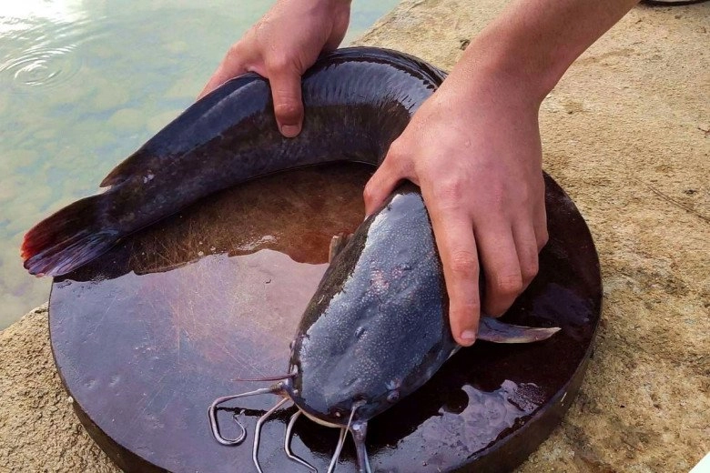 Loại cá bị chê bẩn nhưng bổ ngang vi cá mập chợ việt bán đầy mà ít người biết mua ăn - 1