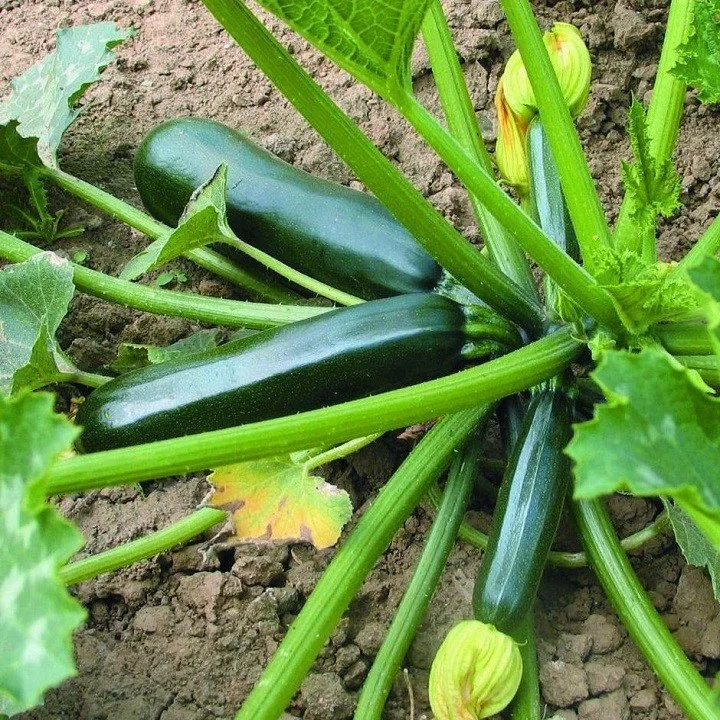 10 loại rau củ nên trồng trong tháng 6 7 8 - 3