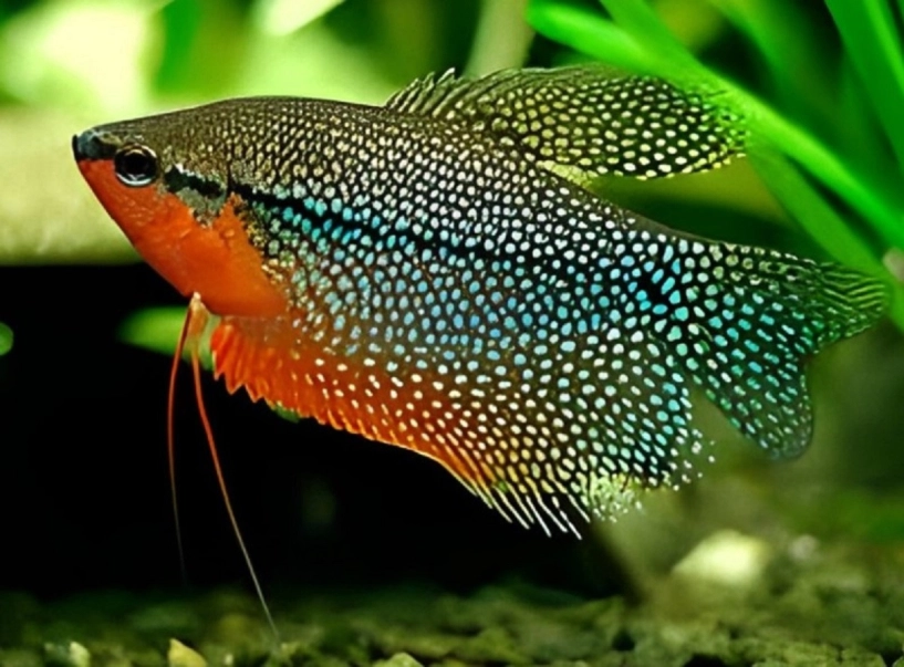12 loại cá cảnh đẹp cho người mới nuôi cá sống cực khỏe không cần thay nước hay cho ăn nhiều - 4
