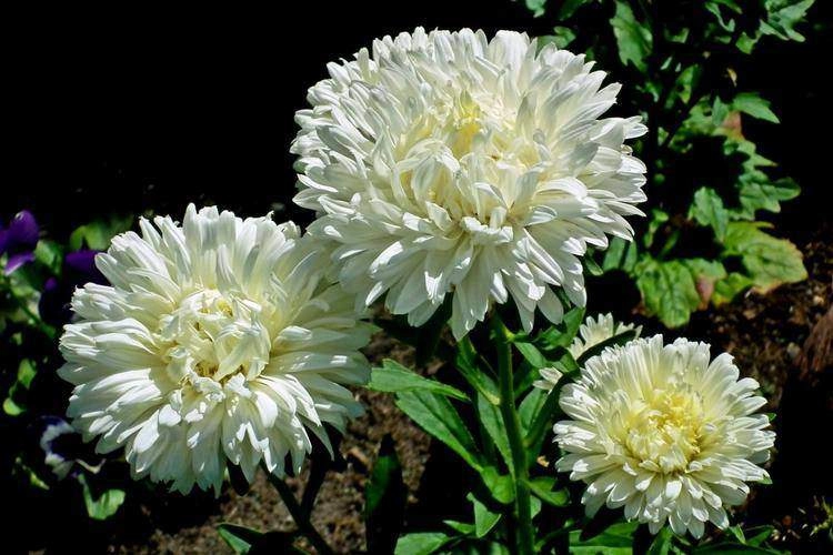 4 loại hoa đẹp mỹ miều nhưng ít người nguyện ý trồng cố chấp trồng cẩn thận gặp họa - 1