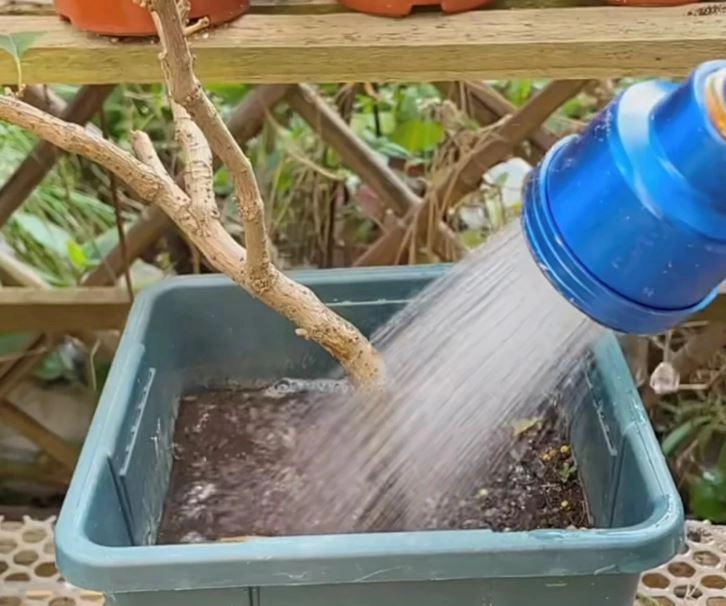 4 loại nước diệt vong tuyệt đối không dùng để tưới cây nếu không trồng chậu nào chết chậu đó - 3