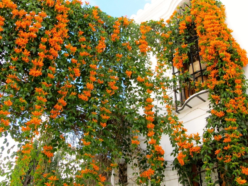 5 loại cây được ví như máy sản xuất hoa đừng quên trồng 1 chậu ở ban công nắng càng to hoa càng nhiều - 1