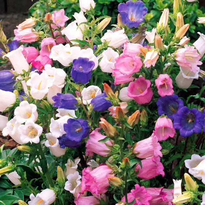 5 loại hoa đẹp lạ mỗi bông như đèn lồng tí hon trồng một chậu là rực rỡ cả góc nhà - 4