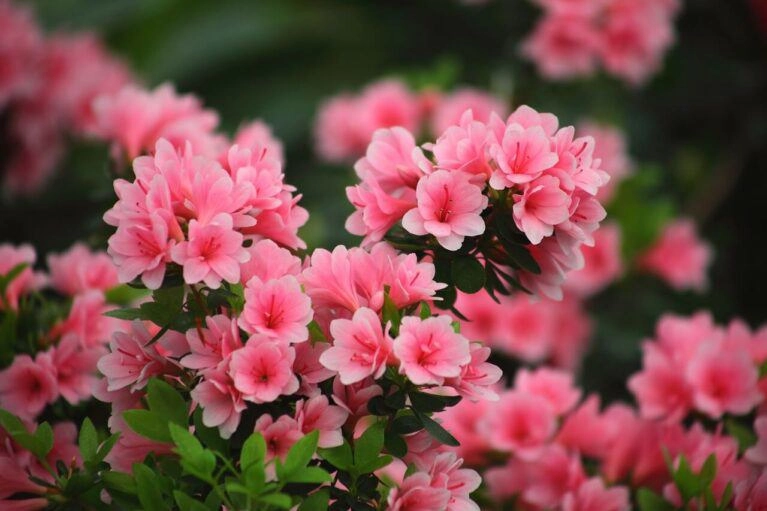 5 loại hoa này không được để cao quá thấy cành dài cần cắt mạnh tay cây càng ngắn hoa càng nở rực rỡ - 5
