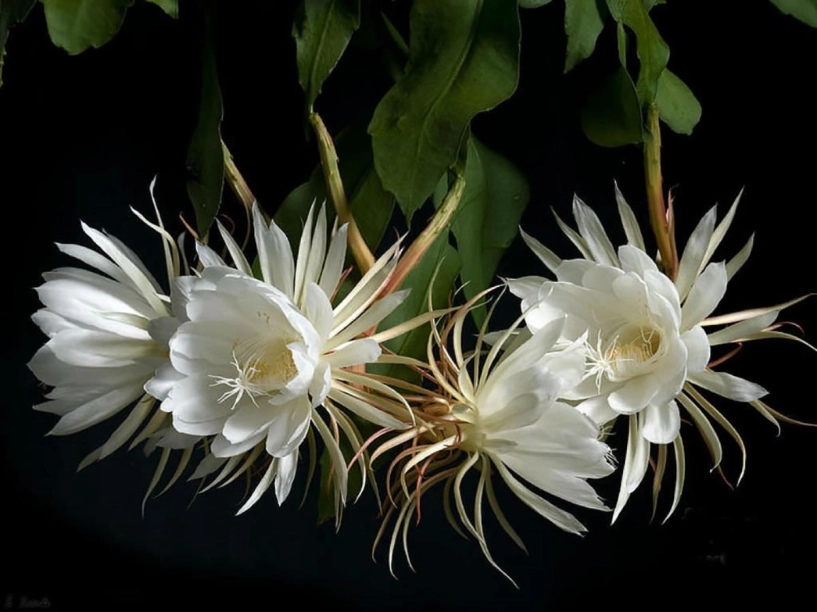 6 loại cây có hoa thơm nức mũi trồng 1 chậu ở ban công nhà lúc nào cũng ngào ngạt hương thơm - 1