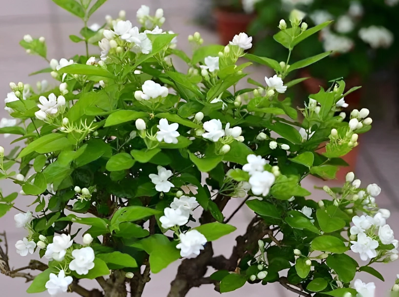6 loại cây có hoa thơm nức mũi trồng 1 chậu ở ban công nhà lúc nào cũng ngào ngạt hương thơm - 3