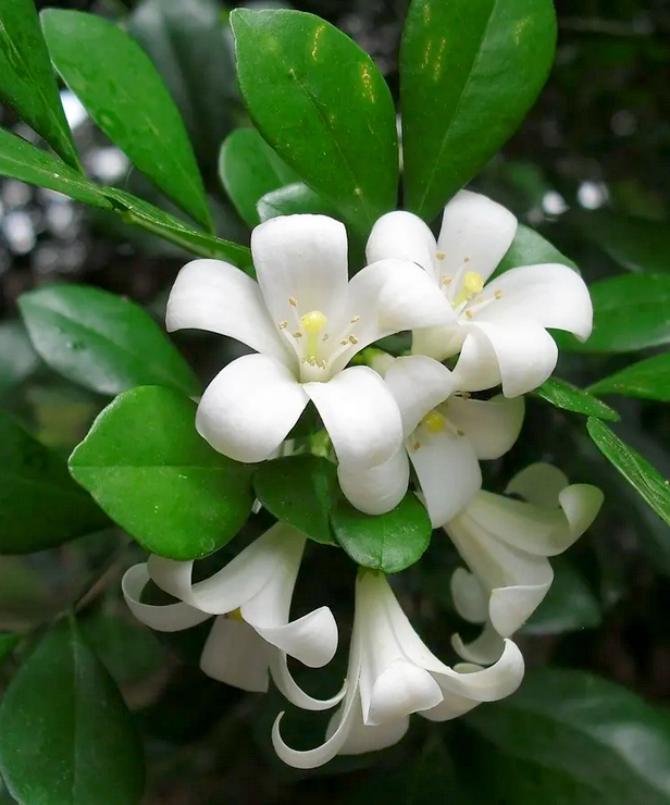 6 loại cây có hoa thơm nức mũi trồng 1 chậu ở ban công nhà lúc nào cũng ngào ngạt hương thơm - 5