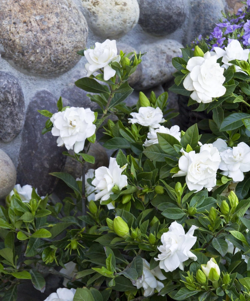6 loại cây có hoa thơm nức mũi trồng 1 chậu ở ban công nhà lúc nào cũng ngào ngạt hương thơm - 6