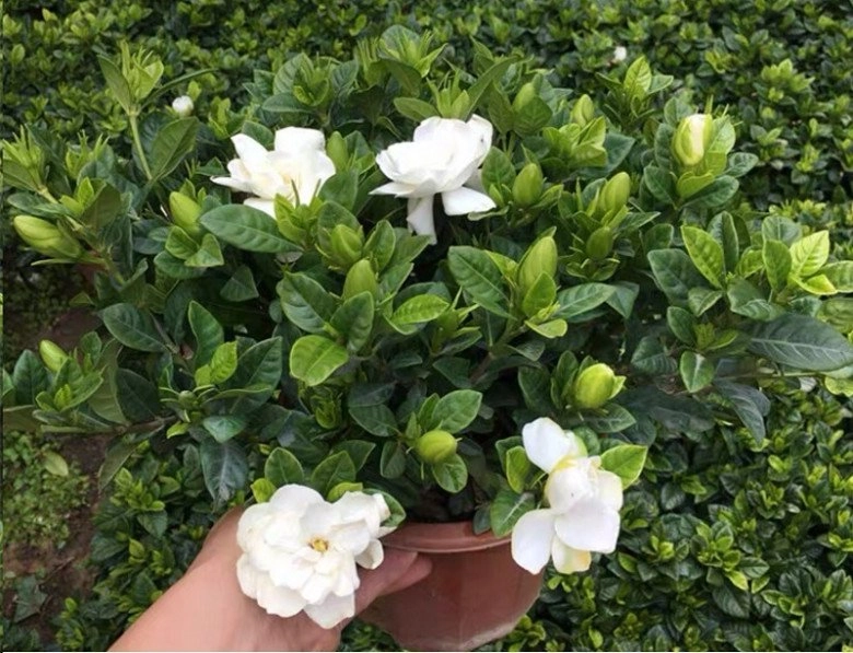 6 loại hoa vừa đẹp vừa thơm lại có thể pha trà làm thuốc trồng một chậu lợi trăm đường - 5