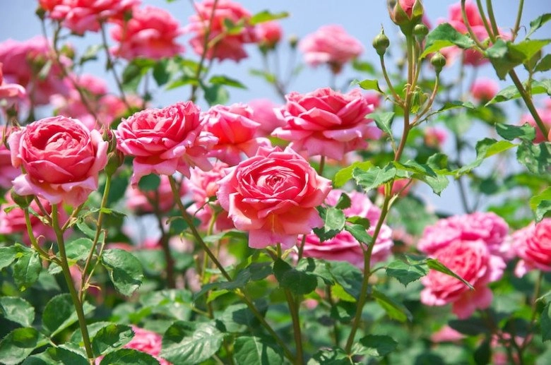 6 loại hoa vừa đẹp vừa thơm lại có thể pha trà làm thuốc trồng một chậu lợi trăm đường - 6