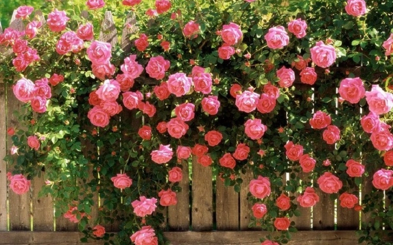 Ai trồng hoa hồng hay chết ít hoa phải biết ngay 5 bí quyết này cây lên xanh tươi hoa ra sum suê - 1