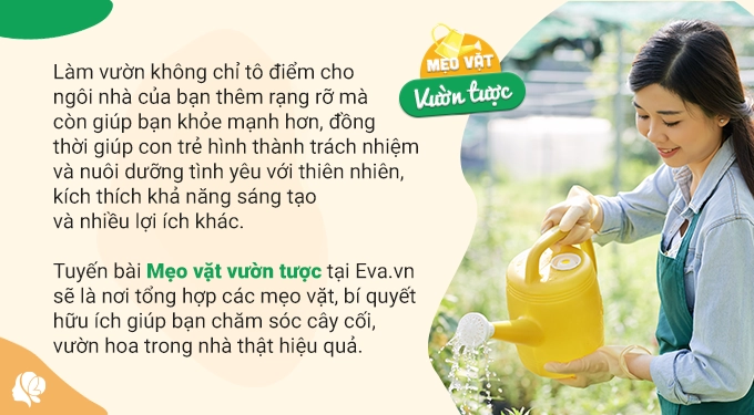 Chỉ cần một củ hành tây cây trong nhà sum suê tươi tốt hoa nở căng cánh - 1