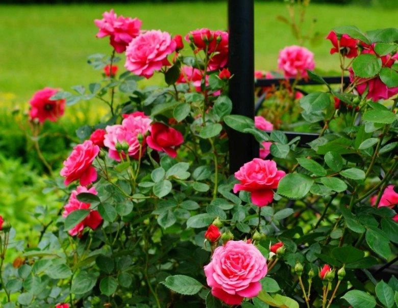 Chỉ cần một củ hành tây hoa sẽ nở rộ sau 35 ngày nhất là hoa hồng và lan càng cua - 2