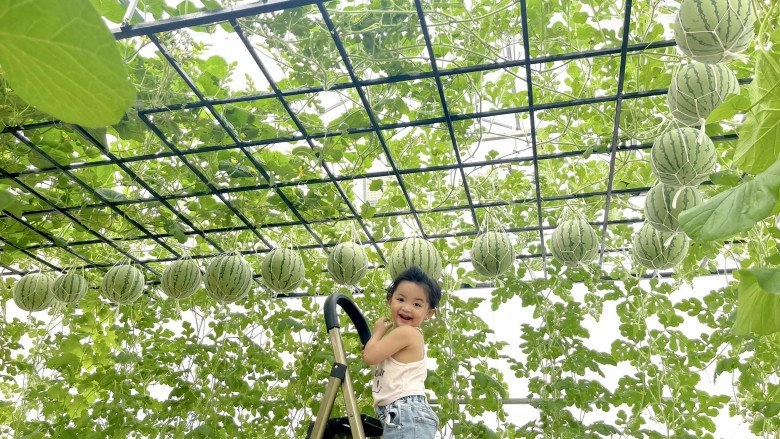 Cô gái mát tay trồng cây nào cây nấy quả sai lúc lỉu dưa hấu nặng tới 95kg sân vườn sạch hơn cả nền nhà - 11