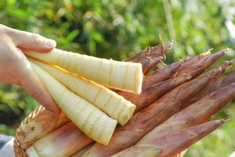 Củ này sau mưa mọc lên như nấm nấu chung với thịt ba chỉ được món ngon ăn một lần nhớ mãi - 1