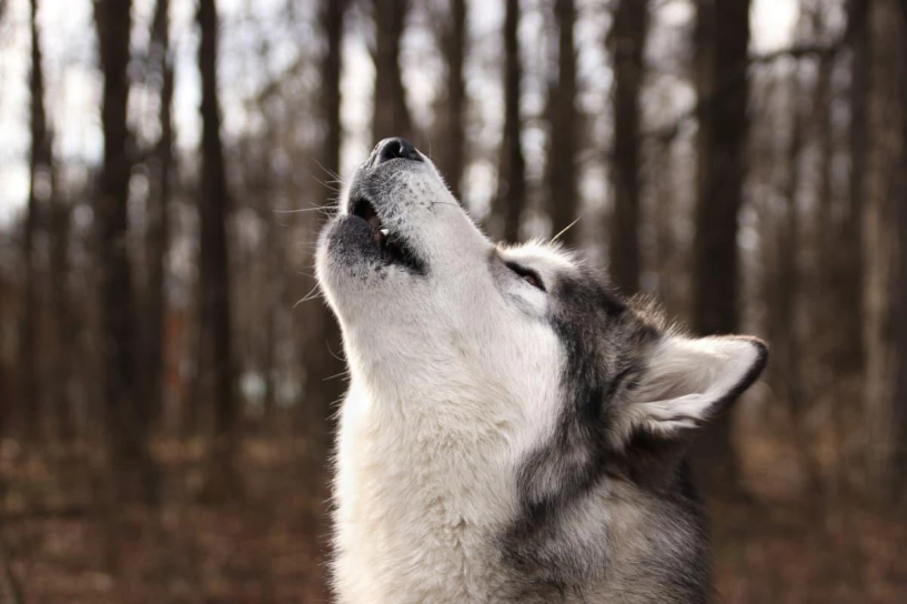 Giống chó đêm hú như sói lông mượn và mắt xanh như ngọc giá bán lên tới hàng 100 triệu - 10