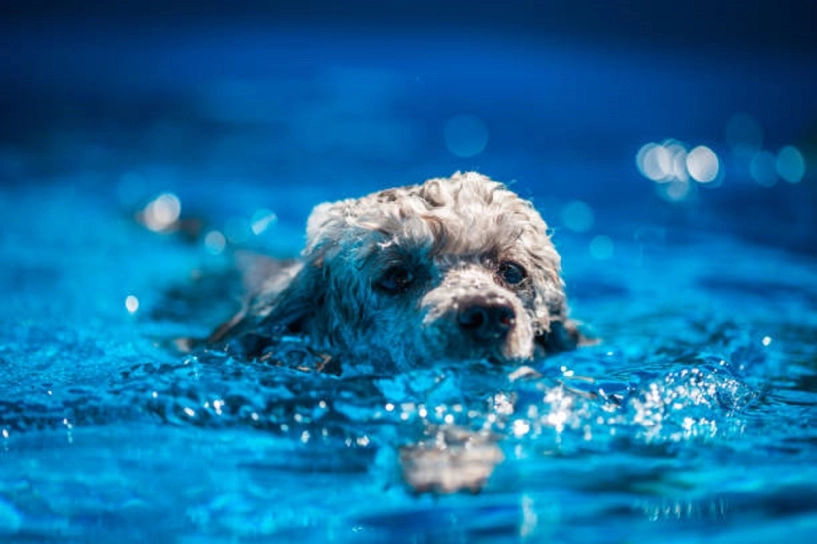 Giống chó thông minh thứ 2 thế giới bơi lội như vận động viên ít rụng lông và không gây dị ứng - 2