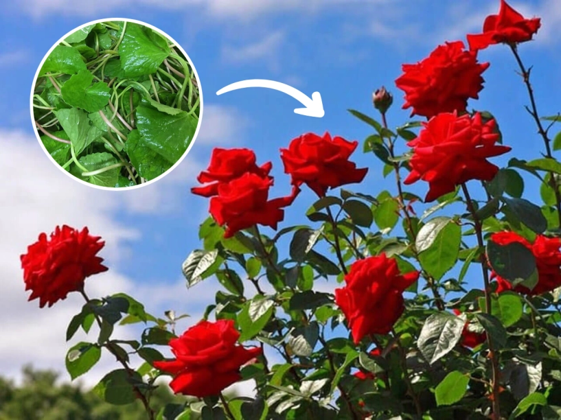 Hoa hồng phát triển chậm tưới 8 loại nước thần thánh này chồi nụ bật ầm ầm lá xanh tươi tốt - 5
