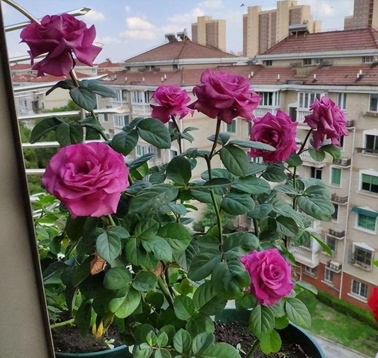 Hoa hồng trồng ban công có 4 nỗi sợ tránh được chồi mới mọc tua tủa hoa nở rộ - 2