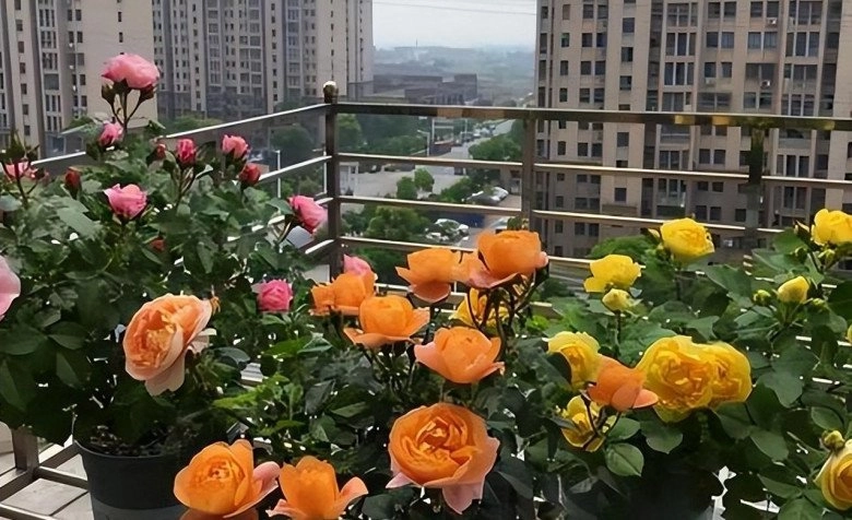 Hoa hồng trồng ban công có 4 nỗi sợ tránh được chồi mới mọc tua tủa hoa nở rộ - 3