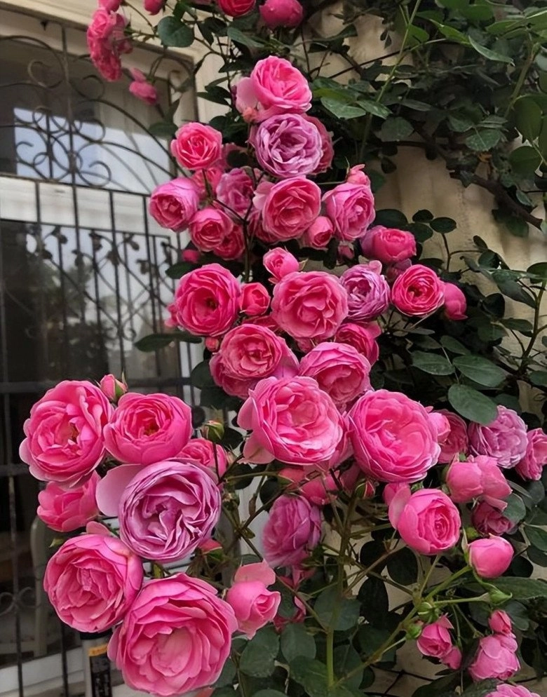 Hoa hồng trồng ban công có 4 nỗi sợ tránh được chồi mới mọc tua tủa hoa nở rộ - 4