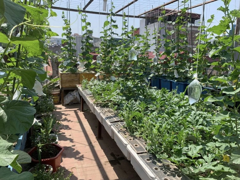 Mẹ đảm 4 con hà nội làm vườn sân thượng 60m2 chia sẻ bí quyết trồng rau siêu hiệu quả chỉ bằng những bịch nước lọc - 1