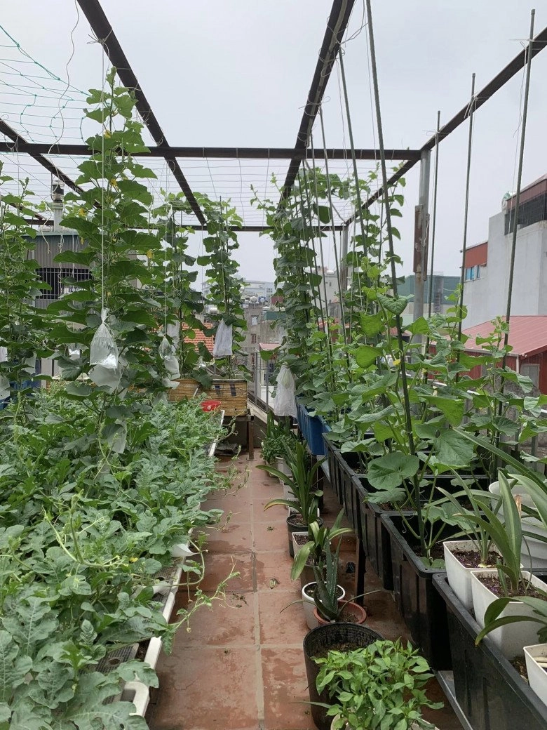 Mẹ đảm 4 con hà nội làm vườn sân thượng 60m2 chia sẻ bí quyết trồng rau siêu hiệu quả chỉ bằng những bịch nước lọc - 3