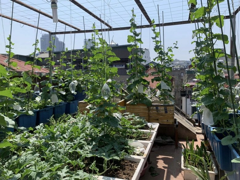 Mẹ đảm 4 con hà nội làm vườn sân thượng 60m2 chia sẻ bí quyết trồng rau siêu hiệu quả chỉ bằng những bịch nước lọc - 7