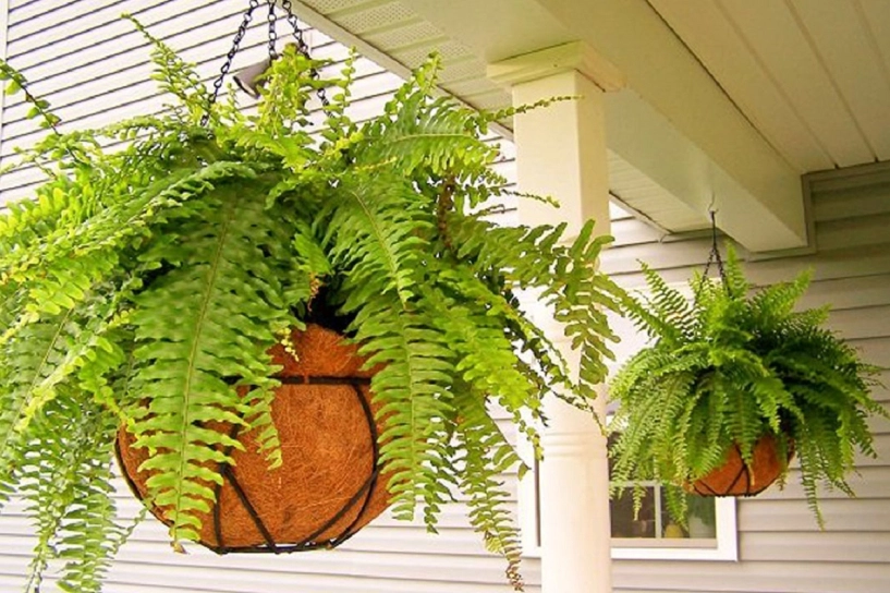 Mùa hè nóng nực nhà nào cũng nên trồng 1 cây không khí trong phòng luôn mát rượi mà không cần điều hòa - 7