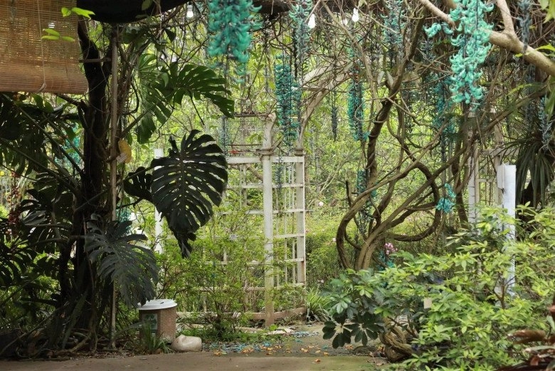 Người phụ nữ hà nội dành 10 năm làm vườn rộng 50000m2 với hơn 2000 loài thực vật đẹp hệt cánh rừng thu nhỏ - 4