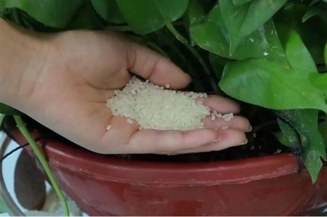 Rắc một nắm gạo vào chậu hoa mầm xanh xé đất mọc lên tua tủa cả năm không lo cây vàng lá - 2