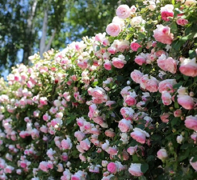 Trên thân hoa hồng có một công tắc tăng trưởng hãy bật lên số lượng hoa sẽ nhân đôi - 5