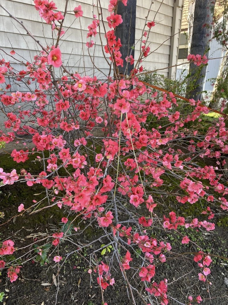 Tỷ phú hoàng kiều khoe cây hoa đào hồng rực sau nhà khiến ai cũng trầm trồ đúng hoa của đại gia - 4