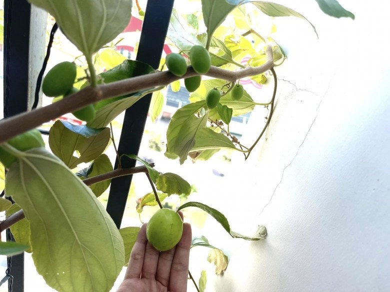 Vợ phan mạnh quỳnh khoe táo trên ban công quả to hơn siêu thị bán ước có nhà vườn để trồng đã đời - 6