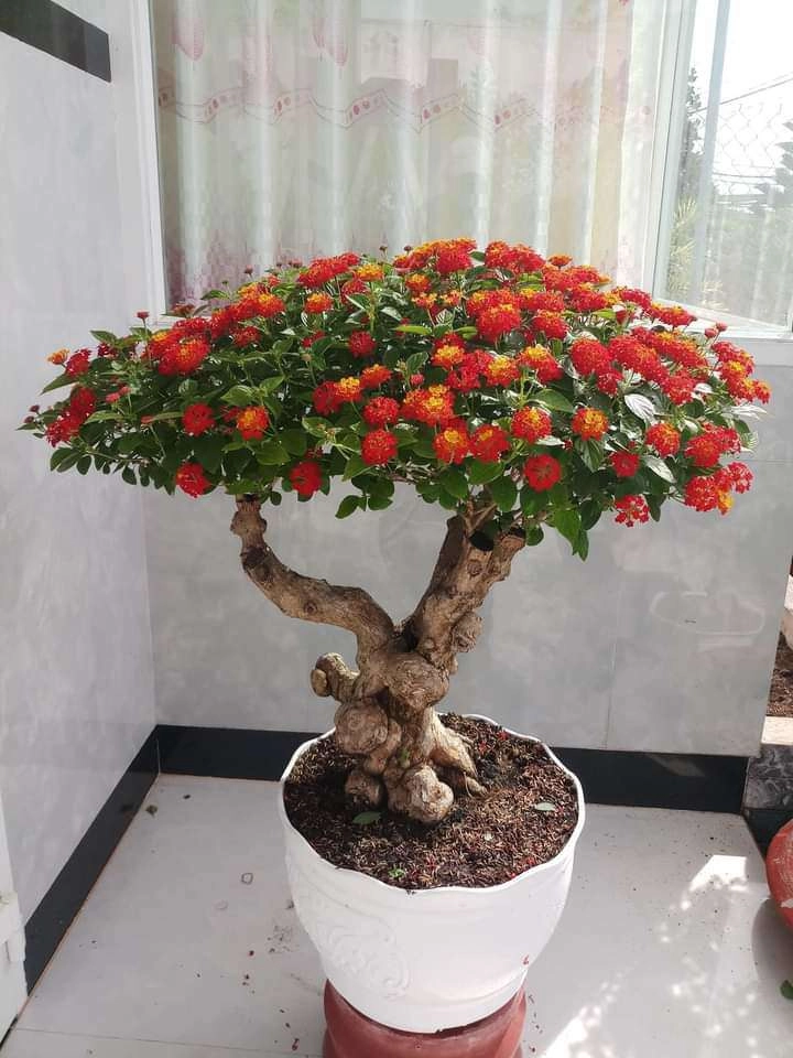 4 loại cây dại mọc đầy đường cho vào chậu lên đời thành tiểu bonsai vừa đẹp độc lạ vừa hút tài lộc - 4