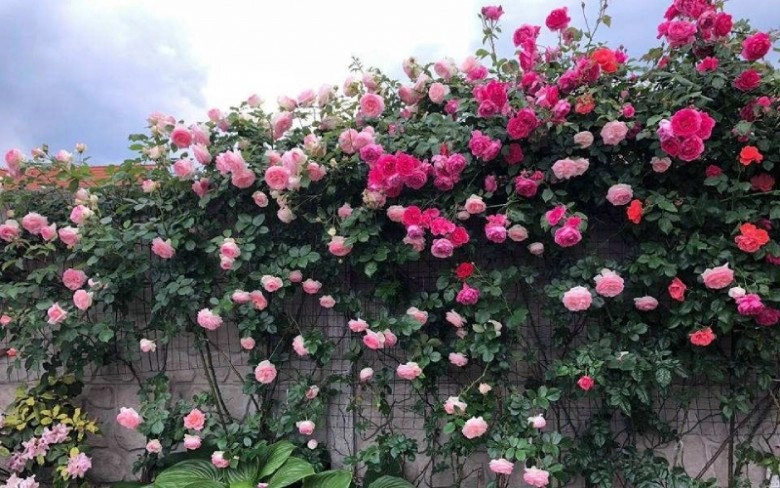 4 loại hoa leo tường chịu hạn cực tốt khi nở phủ thành thảm hoa đẹp mắt sống được lâu năm - 1