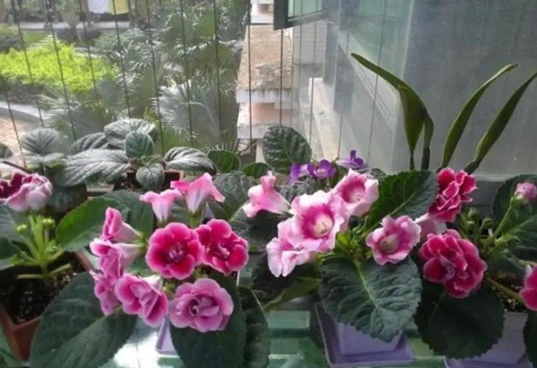 3 loại hoa có thể nở không cần nắng nhà thiếu ánh sáng cũng trồng được cực dễ chăm - 2