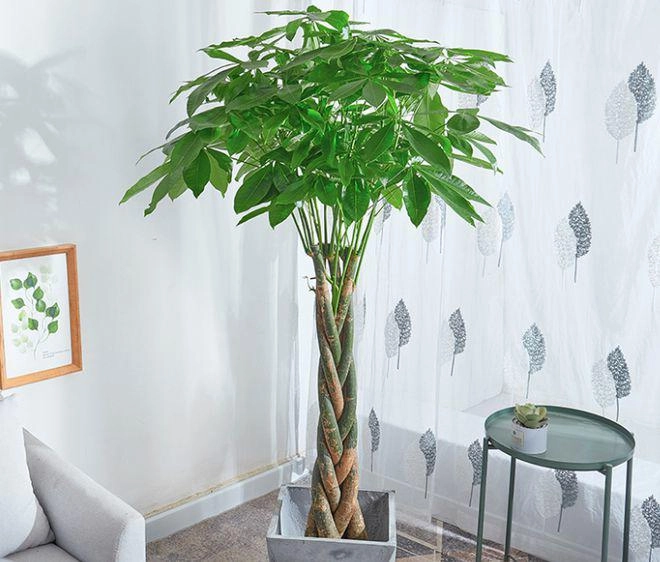 5 loại cây may mắn mùa hè phát triển điên cuồng đặt ở phòng khách trông vừa bề thế vừa hút tài lộc - 1