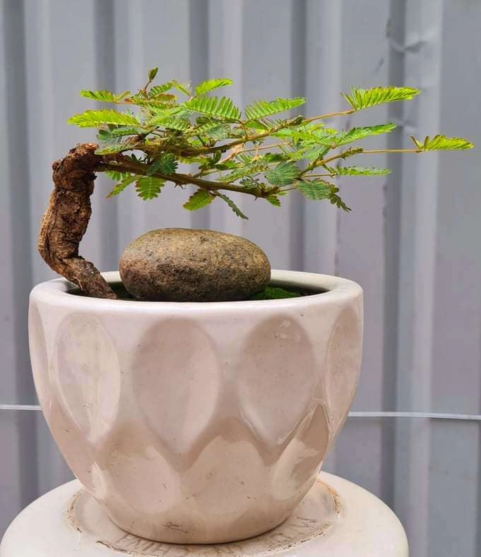 Loại cây mọc dại xưa toàn cuốc bỏ đi giờ cho vào chậu uốn cành bonsai chăm 2 tháng bán 500000 đồngcây - 3