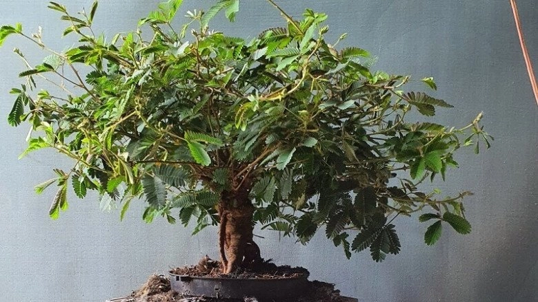 Loại cây mọc dại xưa toàn cuốc bỏ đi giờ cho vào chậu uốn cành bonsai chăm 2 tháng bán 500000 đồngcây - 4