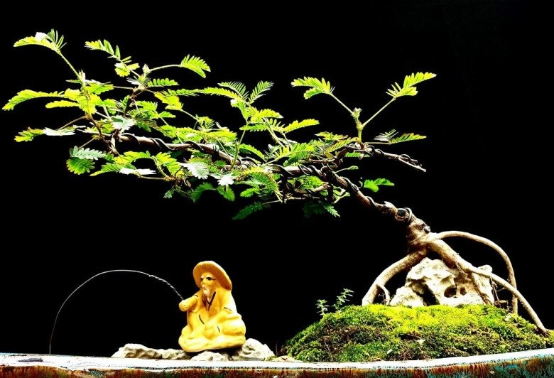 Loại cây mọc dại xưa toàn cuốc bỏ đi giờ cho vào chậu uốn cành bonsai chăm 2 tháng bán 500000 đồngcây - 5