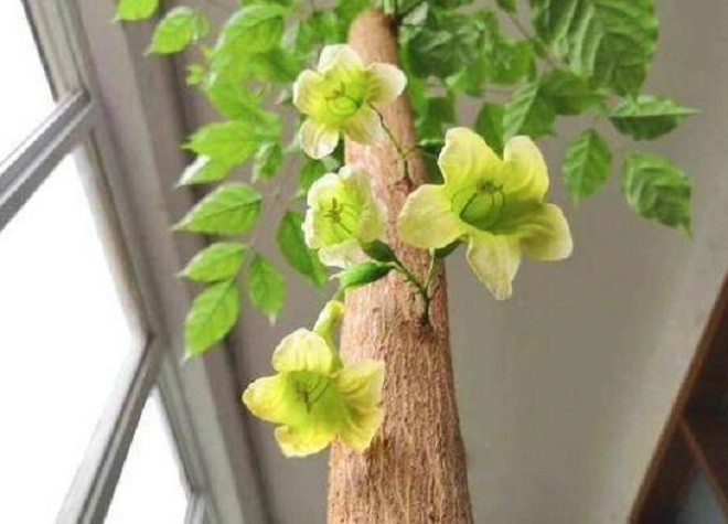 Loại cây này nghe tên đã thấy hạnh phúc vừa giúp gia tăng vượng khí vừa giúp gia đạo bình an - 2