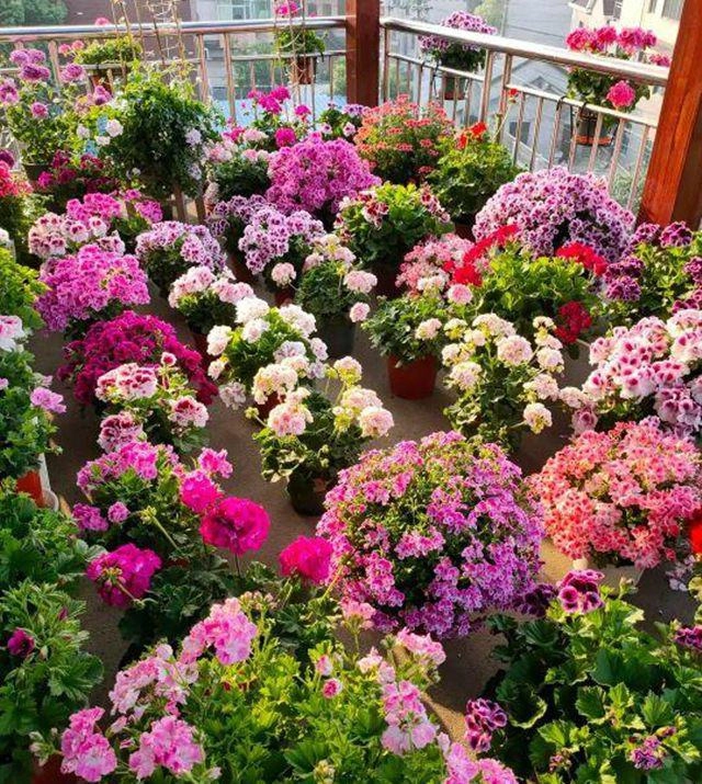 5 loại hoa đẹp không bao giờ bị sâu bệnh tấn công nhà cửa sạch sẽ hoa nở liên tục - 1