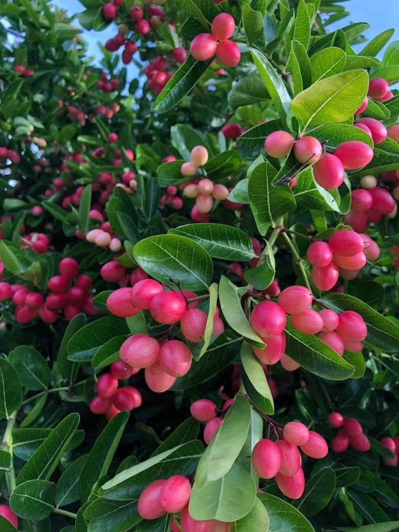 Loại cây cho quả đỏ mọng quanh năm vừa làm cảnh vừa gọi lộc vào nhà quả tươi giá 100000 đồngkg - 1