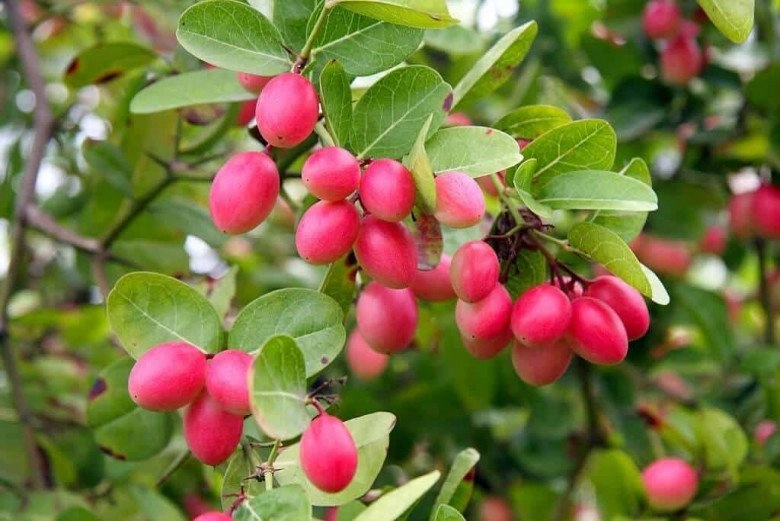 Loại cây cho quả đỏ mọng quanh năm vừa làm cảnh vừa gọi lộc vào nhà quả tươi giá 100000 đồngkg - 5