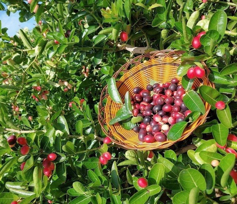 Loại cây cho quả đỏ mọng quanh năm vừa làm cảnh vừa gọi lộc vào nhà quả tươi giá 100000 đồngkg - 6